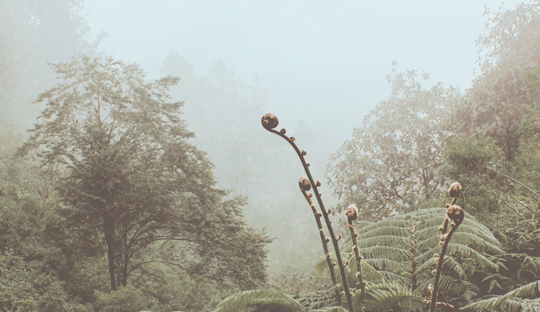 green forest with grey fog